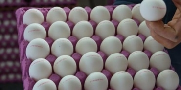 1836898-yumurtada-gizli-bakteri-tehlikesi-68a5c25a8da14