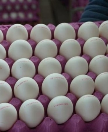 1836898-yumurtada-gizli-bakteri-tehlikesi-68a5c25a8da14