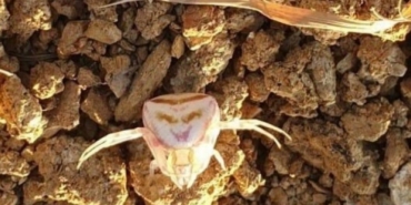 1839119-resmen-insan-yuzune-benziyor-boyle-bir-sey-daha-once-gormediniz-68aefdc225af8