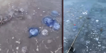 2788-mavi-denizanalari-gemlik-sahilini-sardi