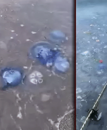 2788-mavi-denizanalari-gemlik-sahilini-sardi