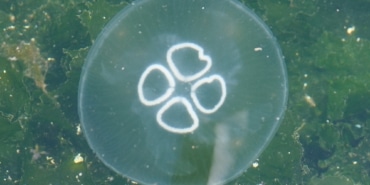 MÜSİLAJ BİTTİ BU KEZ DENİZANASI KABUSU BAŞLADI DENİZANASI GEMLİK KÖRFEZİ'NDE CİDDİ BOYUTLARA ULAŞTI