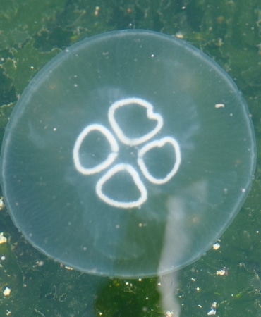 MÜSİLAJ BİTTİ BU KEZ DENİZANASI KABUSU BAŞLADI DENİZANASI GEMLİK KÖRFEZİ'NDE CİDDİ BOYUTLARA ULAŞTI