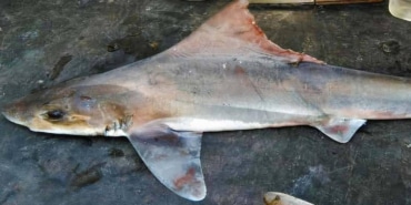 nesli-tukendigi-saniliyordu-50-yil-sonra-ilk-kez-goruldu-gzpb