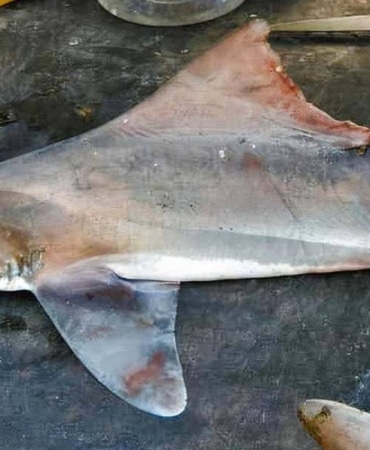 nesli-tukendigi-saniliyordu-50-yil-sonra-ilk-kez-goruldu-gzpb