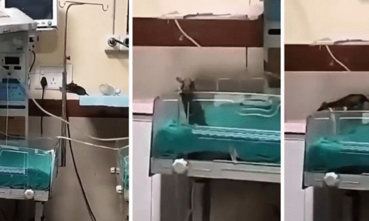 1841556-yenidogan-unitesini-fareler-basti-korkunc-olayda-o-ulkede-iki-bebek-yasamini-yitirdi-68b9ddd075868