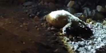 1847674-tirin-carptigi-13-kucukbas-hayvan-telef-oldu-68d6e847991a6