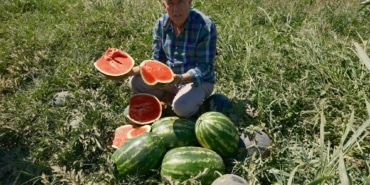 SÖZLEŞMELİ EKTİ 3 BİN 500 TON KARPUZU TARLADA KALDI LONDRA'DAN GELDİ SÖZLEŞMELİ KARPUZ ÜRETTİ MİLYONLARCA LİRA ZARAR ETTİZ