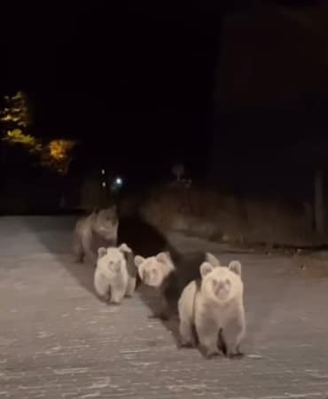 BURSA ULUDAĞ MİLLİ PARKI'NDA İLGİNÇ KARŞILAŞMA ARAÇ İÇİNDEKİ VATANDAŞ AYI VE YAVRULARIYLA BURUN BURUNA GELDİ