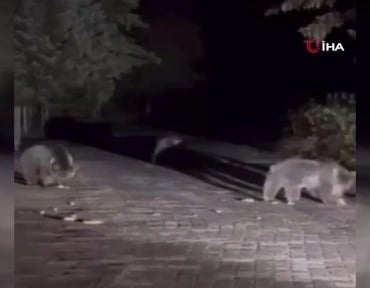 bursa-uludag-da-surpriz-karsilasma-ayi-ve-yavrulari-vatandaslari-sasirtti-1758346556-750_large