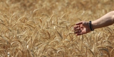 dunya-tahil-uretim-tahminlerinde-keskin-artis