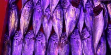 1850105-balikla-adam-dovduler-bana-cupra-ile-vurdular-68e265d9dd857