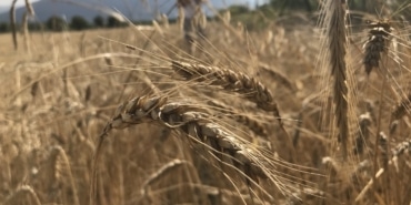 DÜNYA TAHIL ARZINDA REKOR BEKLENTİ: 3 MİLYAR TONU GEÇEBİLİR KÜRESEL HUBUBAT ARZINDA TÜM ZAMANLARIN REKORU GELİYOR