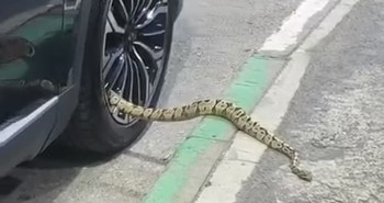 BURSA'DA OTOMOBİLİN JANTINDAN YILAN ÇIKTI