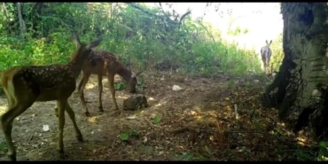 GetFile - 2025-10-08T113753.384