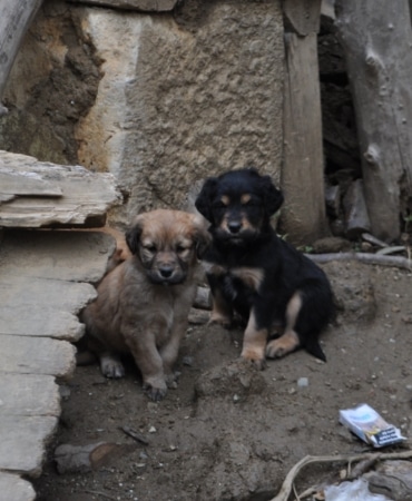 ISPARTA'DA ART ARDA YAŞANAN KÖPEK ÖLÜMLERİNE VALİLİK İNCELEME BAŞLATTI