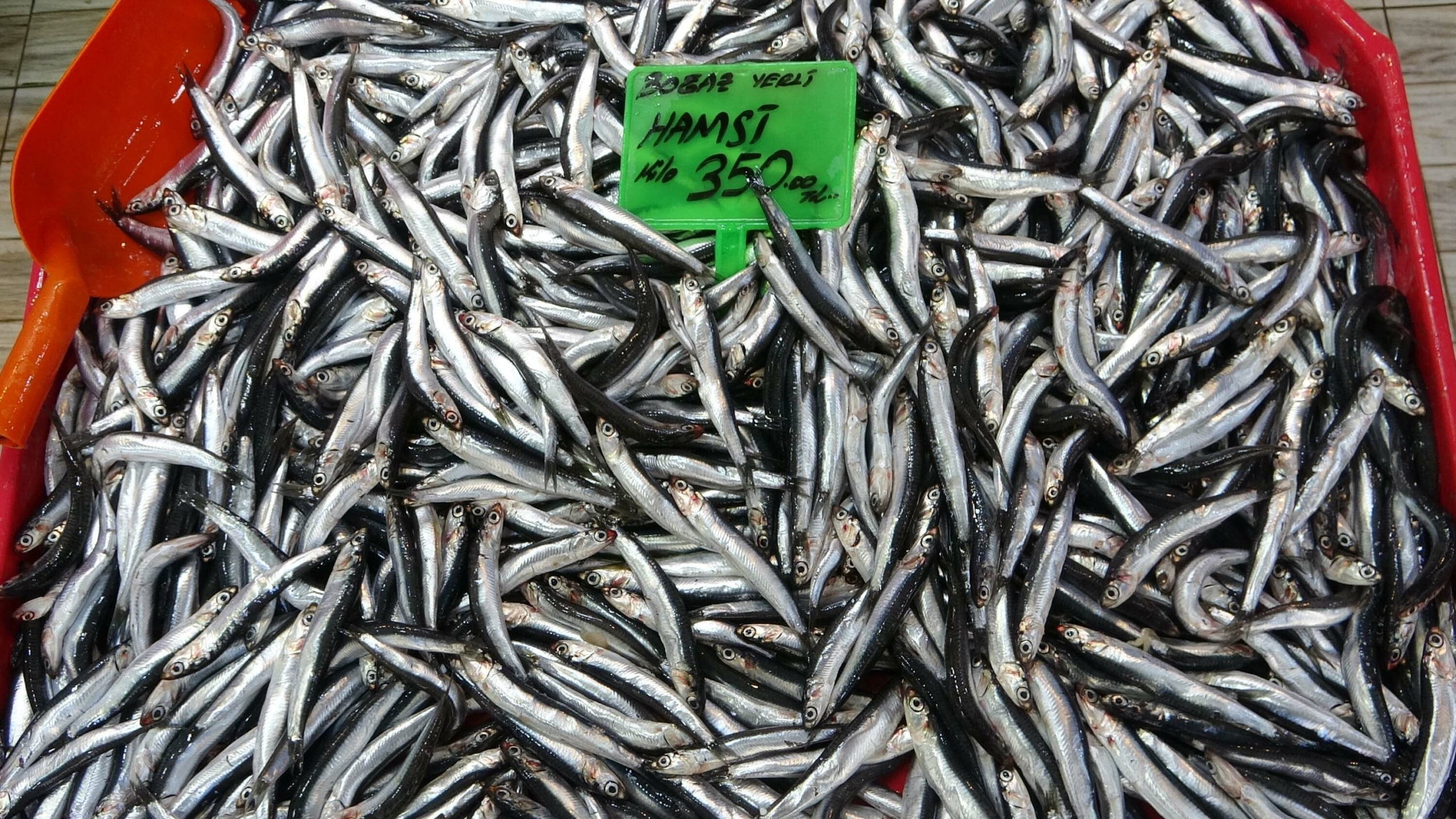 Karadeniz'deki av baskısı hamsi popülasyonunu göçe zorladı – AS TV