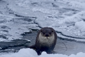 MUŞ'TA BUZ TUTAN KARASU NEHRİ'NDE SU SAMURU GÖRÜNTÜLENDİ