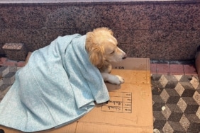 ÜŞÜYEN KÖPEĞE YENİ ALDIĞI YORGANI ÖRTEN ESNAF YÜREKLERİ ISITTI