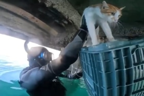 MAHSUR KALAN KEDİ İÇİN SAHİL GÜVENLİK SEFERBER OLDU