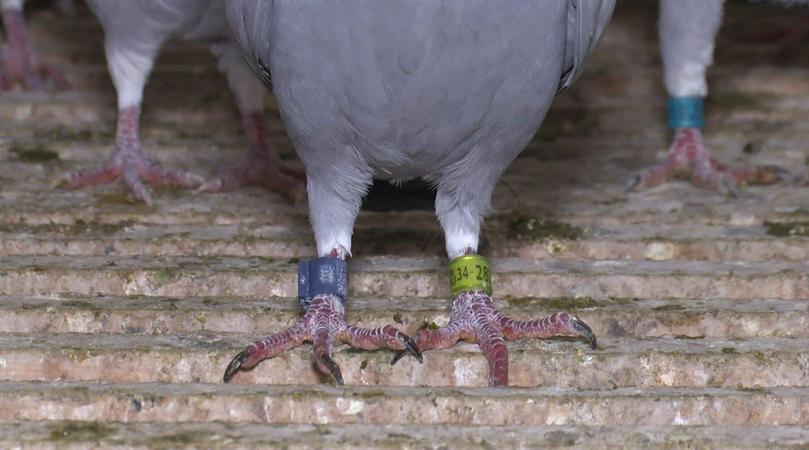 Evladım dediği kayıp güvercini bulana 75 bin TL ödül teklif etti – AS TV