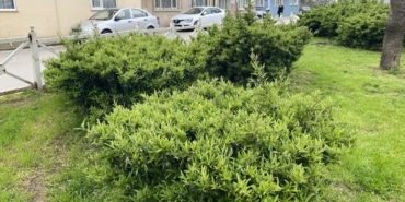 BURSA'DA PARKTA TOPLANAN BİTKİ AZ KALSIN FACİAYA YOL AÇIYORDU