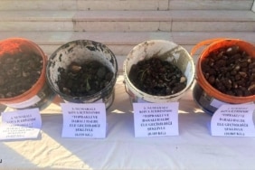 SASON'DA ENDEMİK BİTKİ OPERASYONU: 4 KİŞİYE 2 MİLYON 8 BİN LİRA CEZA