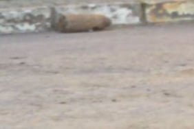 Eyüpsultan'da kazı çalışması sırasında havan topu mermis