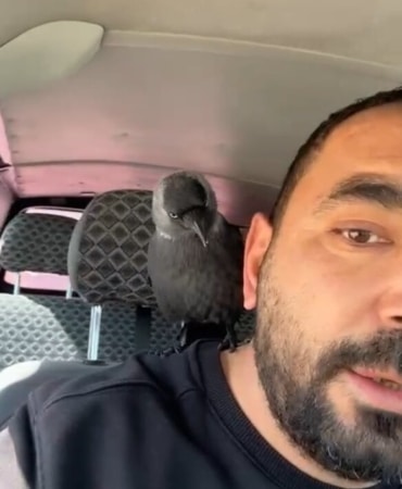 Okşayıp sevdiği karga peşini bırakmadı