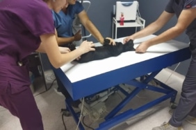 Sokak kedisini tüfekle öldüren şüpheliye ay hapis