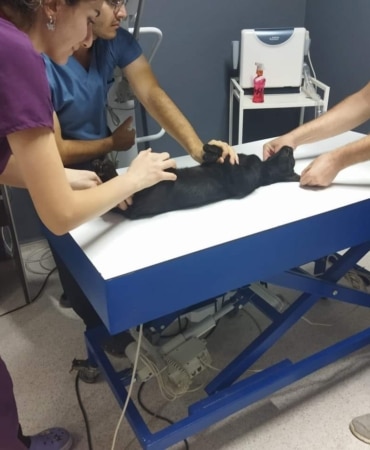 Sokak kedisini tüfekle öldüren şüpheliye ay hapis