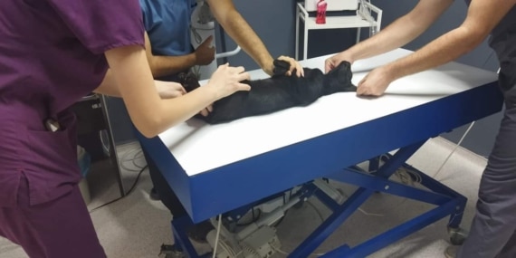 Sokak kedisini tüfekle öldüren şüpheliye ay hapis