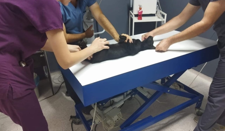 Sokak kedisini tüfekle öldüren şüpheliye ay hapis