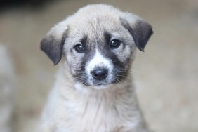 thumbs_b_c_0458a175aa4820bc2fee2c25ae980273