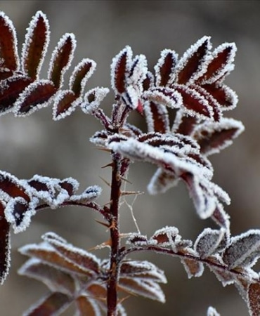 thumbs_b_c_2d68db49618711f99155a8c4d72d6f8b