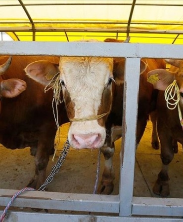 thumbs_b_c_74a06a14591ebcf239d10fe0295940b6