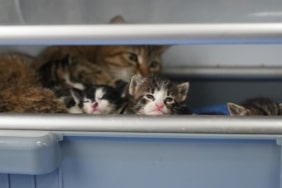 2 yavrusu olan kedi, sokakta bulunan 3 yavruya da sütannelik ya
