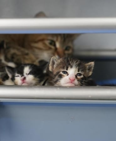 2 yavrusu olan kedi, sokakta bulunan 3 yavruya da sütannelik ya