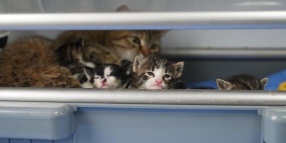 2 yavrusu olan kedi, sokakta bulunan 3 yavruya da sütannelik ya