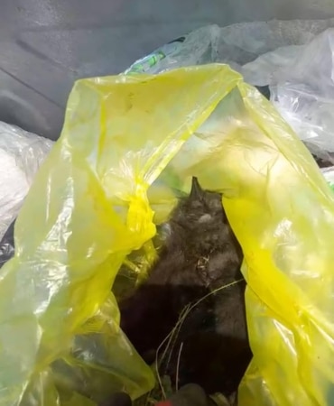 Ağzı bağlanmış poşetle çöpe atılan 3 yavru kediden 2’