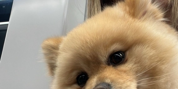 GAZİOSMANPAŞA'DA "PETSHOPTA YIKANAN KÖPEĞİN İHMALDEN ÖLDÜĞÜ" İDDİASI GENÇ KADIN, YIKAMA VE KURUTMA İŞLEMİ SIRASINDAKİ İHMALDEN DOLAYI KÖPEĞİNİN ÖLDÜĞÜNÜ İDDİA EDEREK İŞLETMEDEN ŞİKAYETÇİ OLDU